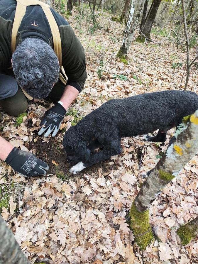 Alloggio per agriturismo Tenuta Selvaggia Reggello