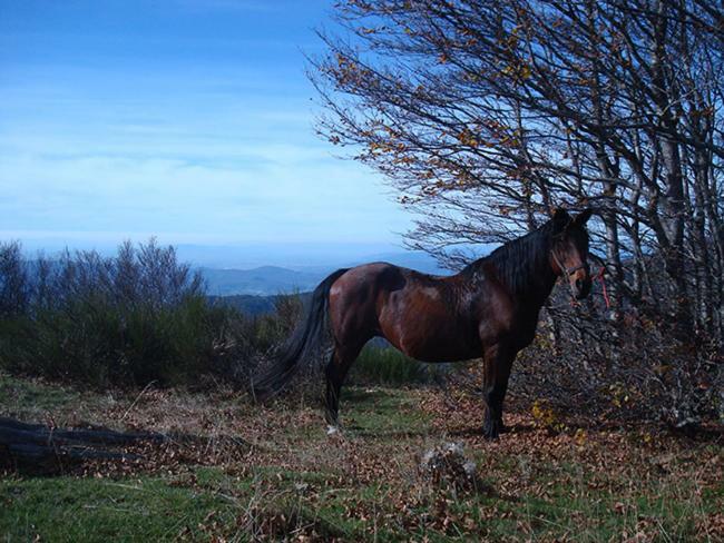 Séjour à la ferme Tenuta Selvaggia *