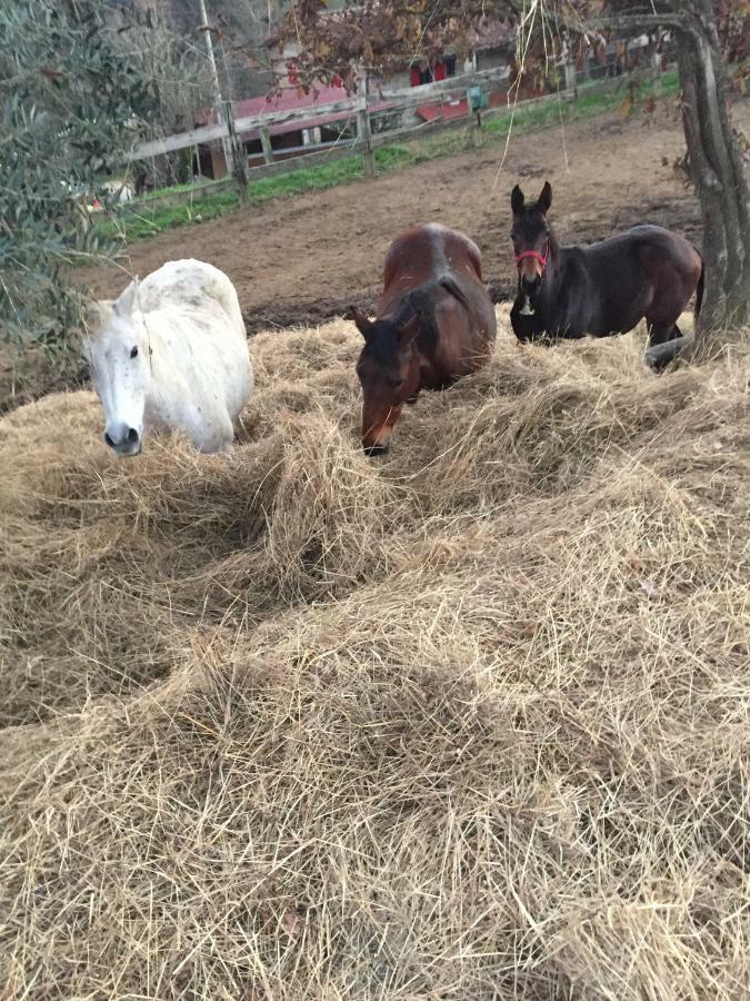 Tenuta Selvaggia Séjour à la ferme