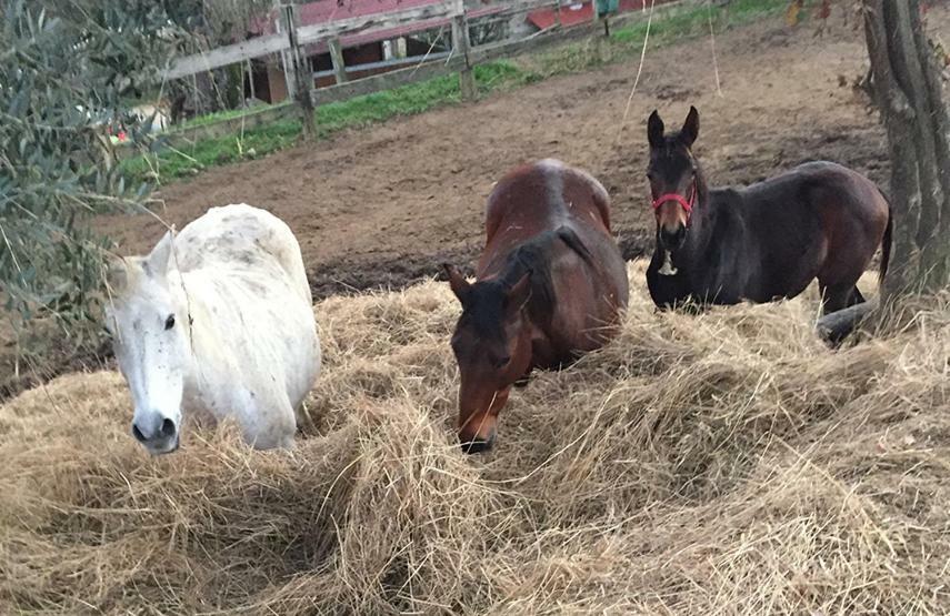 Tenuta Selvaggia Séjour à la ferme Reggello